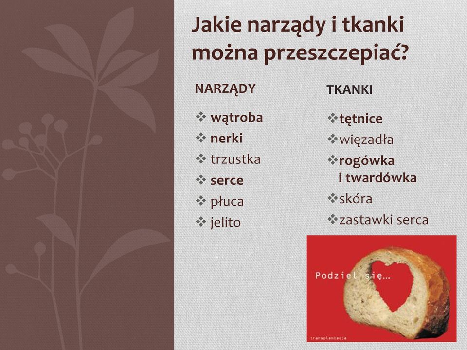 NARZĄDY wątroba nerki trzustka serce