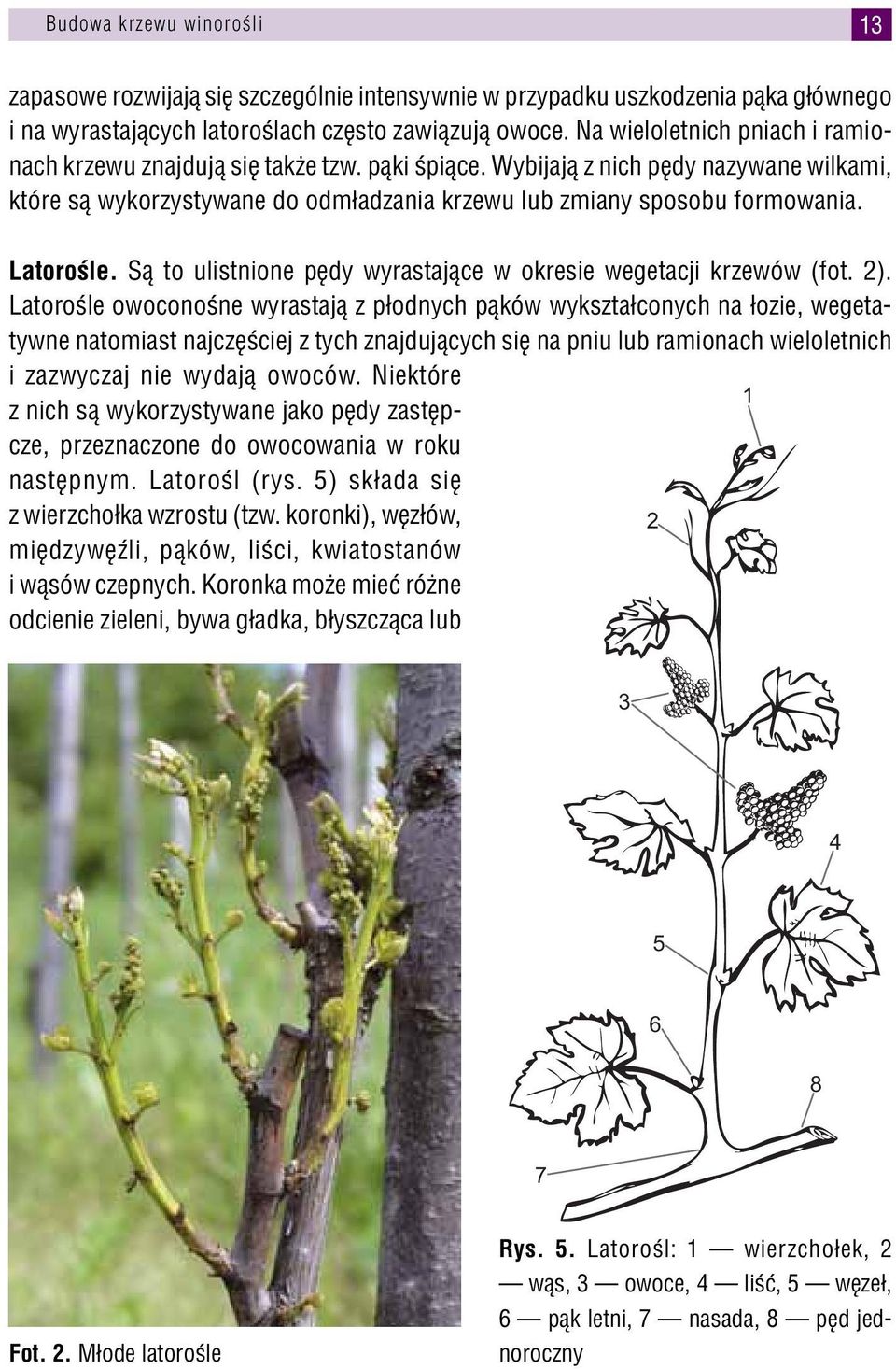 Latorośle. Są to ulistnione pędy wyrastające w okresie wegetacji krzewów (fot. 2).