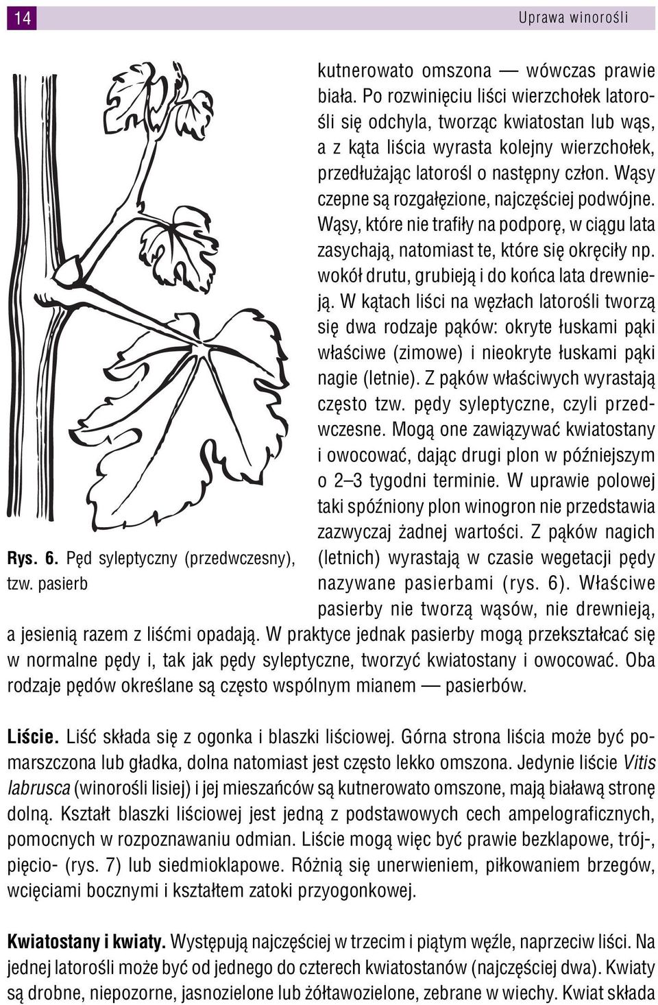 Wąsy czepne są rozgałęzione, najczęściej podwójne. Wąsy, które nie trafiły na podporę, w ciągu lata zasychają, natomiast te, które się okręciły np. wokół drutu, grubieją i do końca lata drewnieją.
