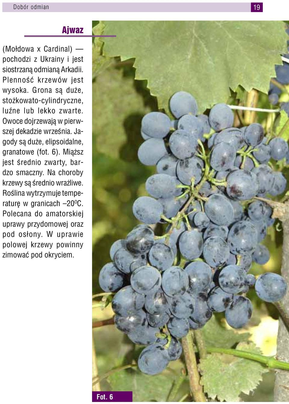 Jagody są duże, elipsoidalne, granatowe (fot. 6). Miąższ jest średnio zwarty, bardzo smaczny. Na choroby krzewy są średnio wrażliwe.