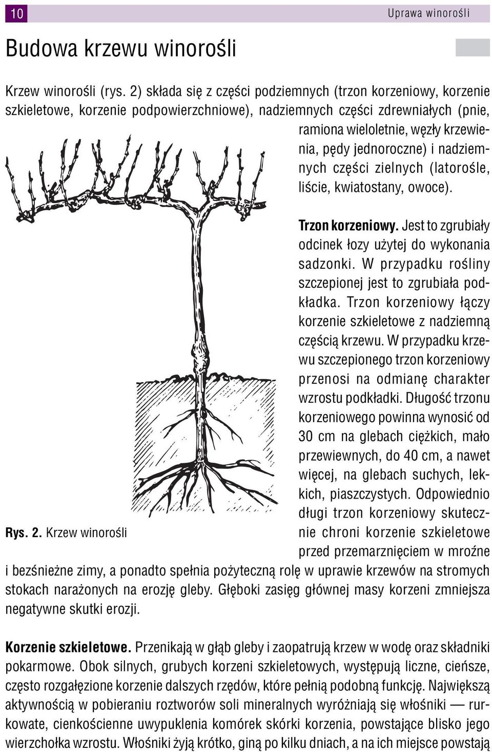 jednoroczne) i nadziemnych części zielnych (latorośle, liście, kwiatostany, owoce). Trzon korzeniowy. Jest to zgrubiały odcinek łozy użytej do wykonania sadzonki.