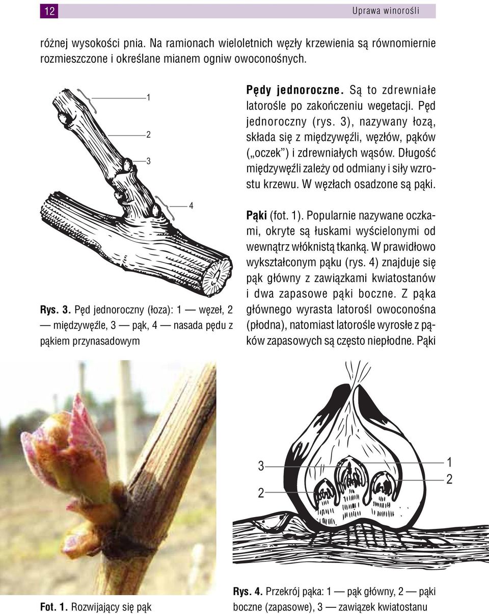 3), nazywany łozą, składa się z międzywęźli, węzłów, pąków ( oczek ) i zdrewniałych wąsów. Długość międzywęźli zależy od odmiany i siły wzrostu krzewu. W węzłach osadzone są pąki. Pąki (fot. 1).