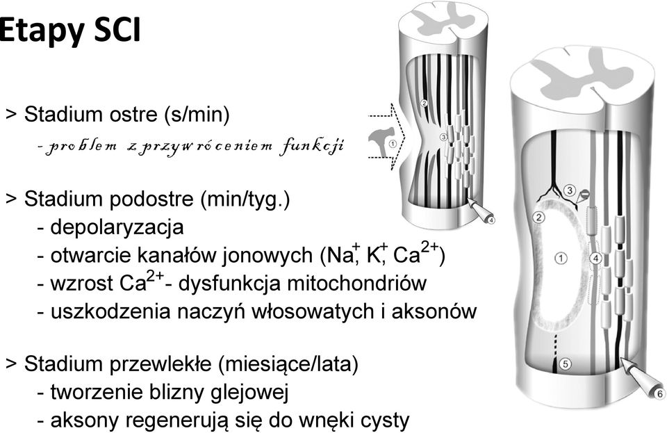 ) - depolaryzacja - otwarcie kanałów jonowych (Na,+ K,+ Ca2+) - wzrost Ca2+- dysfunkcja