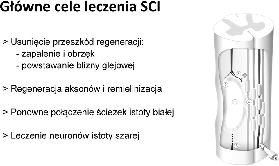 glejowej > Regeneracja aksonów i remielinizacja >