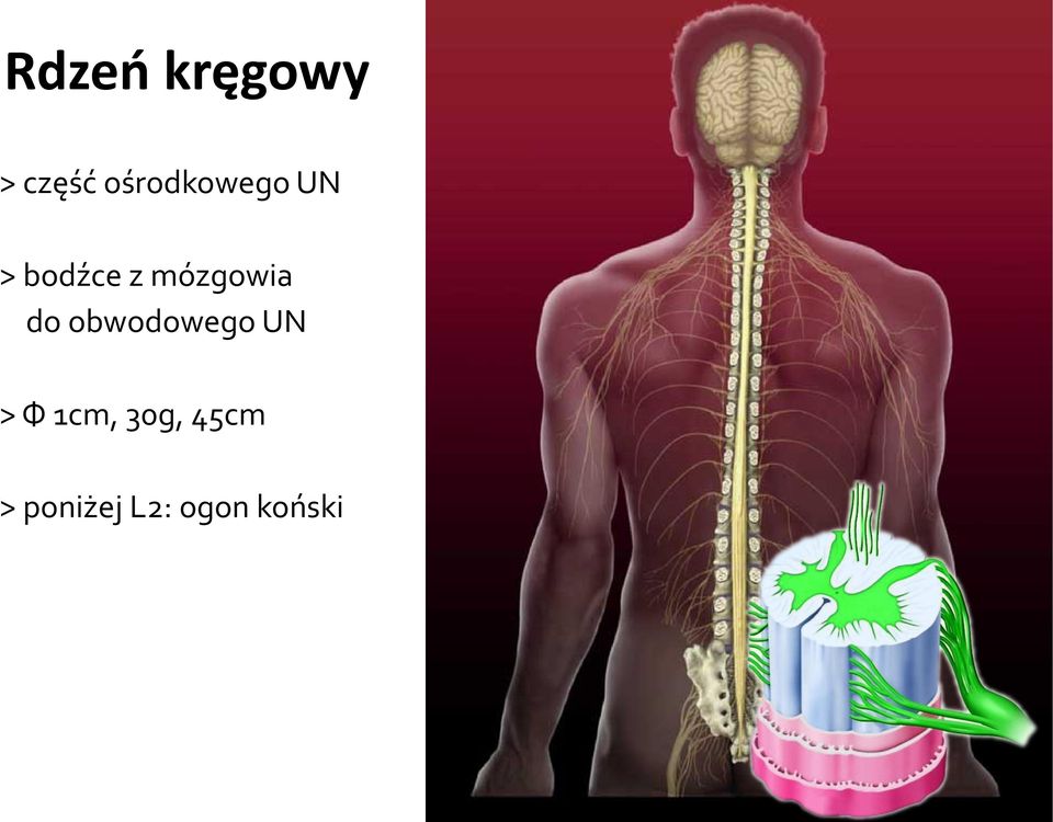 mózgowia do obwodowego UN > Ф