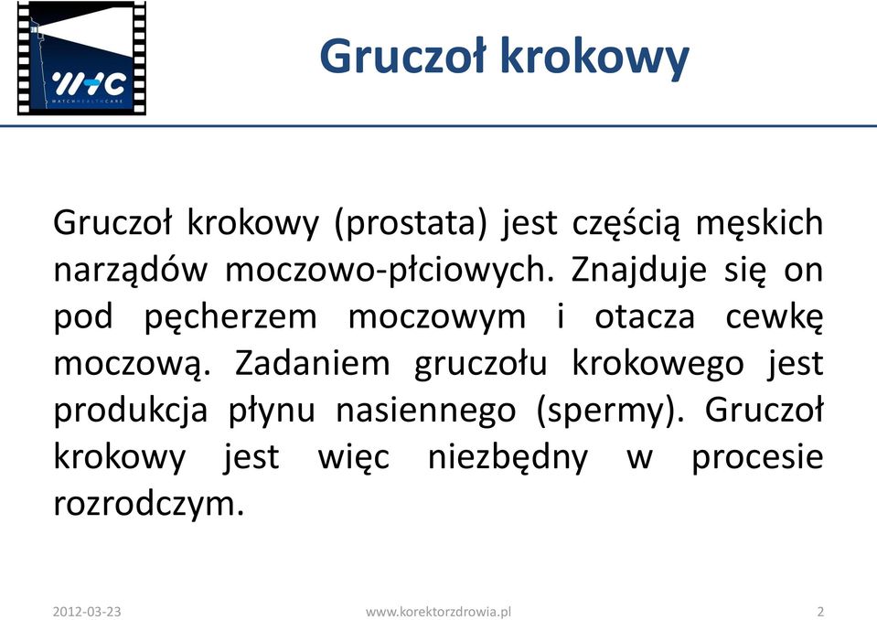 Znajduje się on pod pęcherzem moczowym i otacza cewkę moczową.