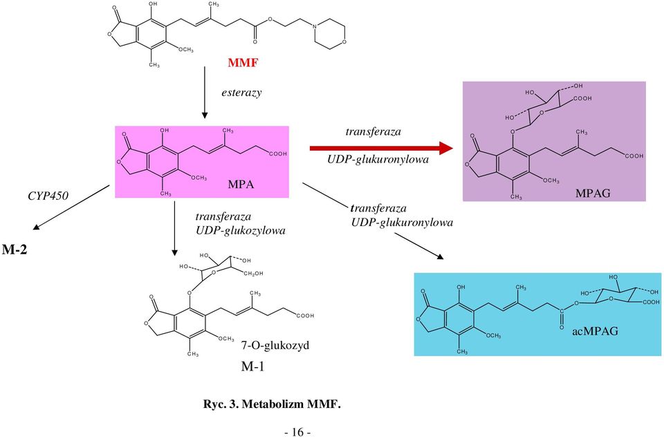 H H C H 2 H transferaza UDP-glukuronylowa C H 3 CH 3 MPAG H C H 3 C H 3 C H 3