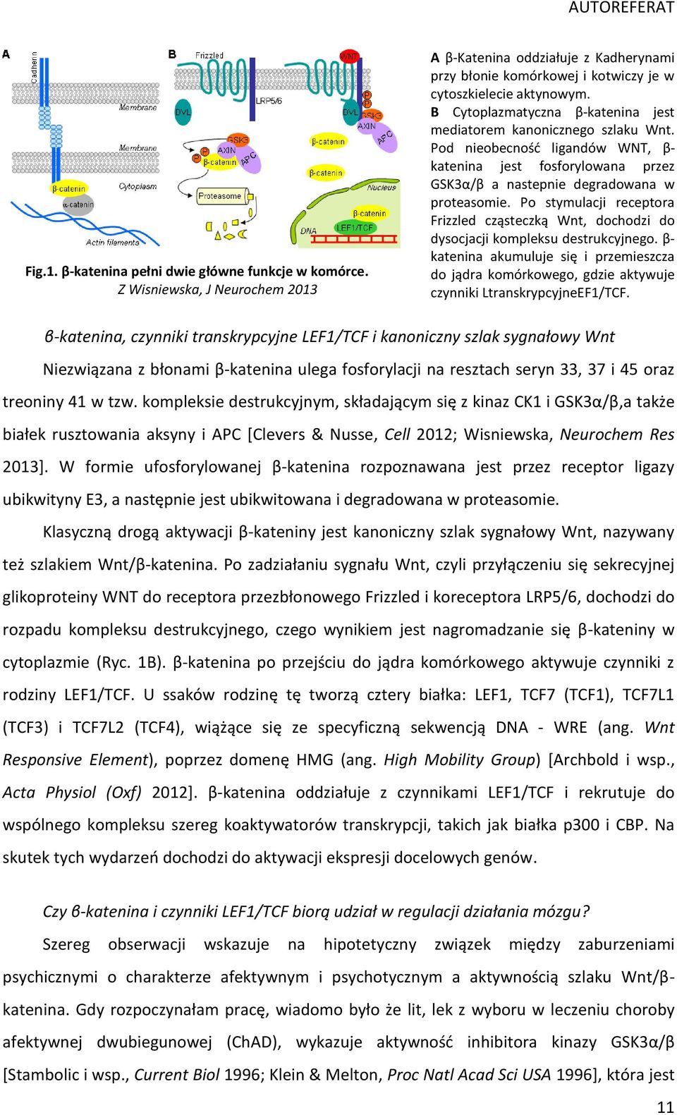 Po stymulacji receptora Frizzled cząsteczką Wnt, dochodzi do dysocjacji kompleksu destrukcyjnego.
