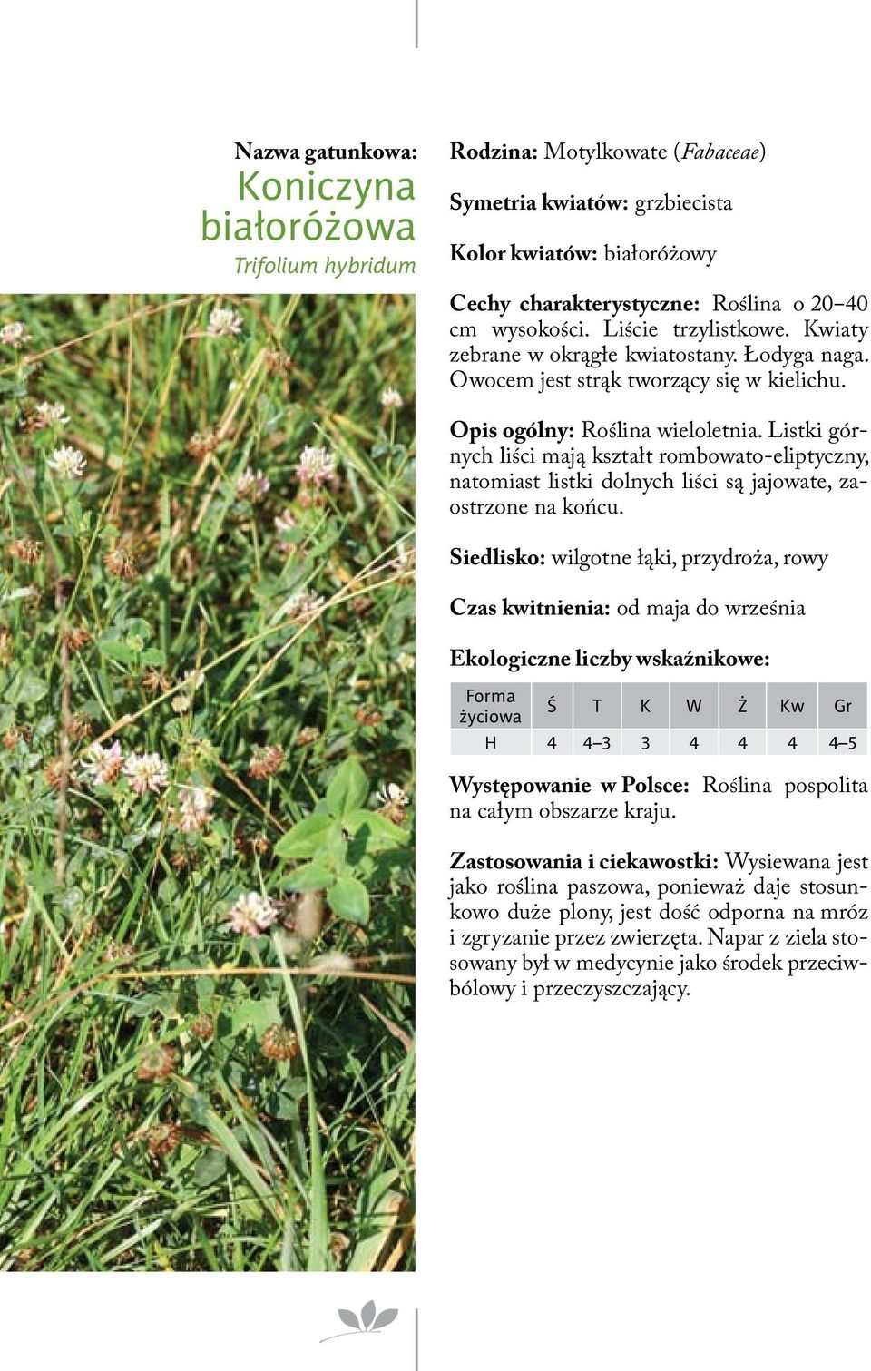 Listki górnych liści mają kształt rombowato-eliptyczny, natomiast listki dolnych liści są jajowate, zaostrzone na końcu.