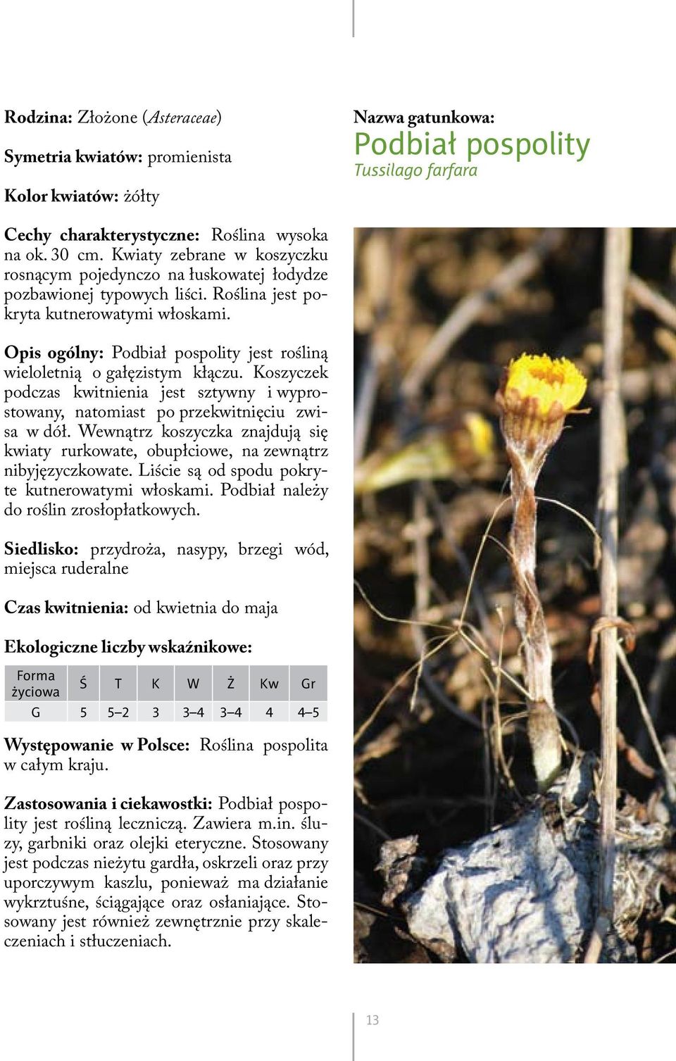 Opis ogólny: Podbiał pospolity jest rośliną wieloletnią o gałęzistym kłączu. Koszyczek podczas kwitnienia jest sztywny i wyprostowany, natomiast po przekwitnięciu zwisa w dół.