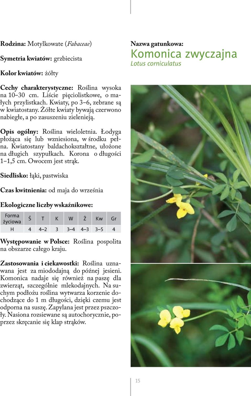 Kwiatostany baldachokształtne, ułożone na długich szypułkach. Korona o długości 1 1,5 cm. Owocem jest strąk.