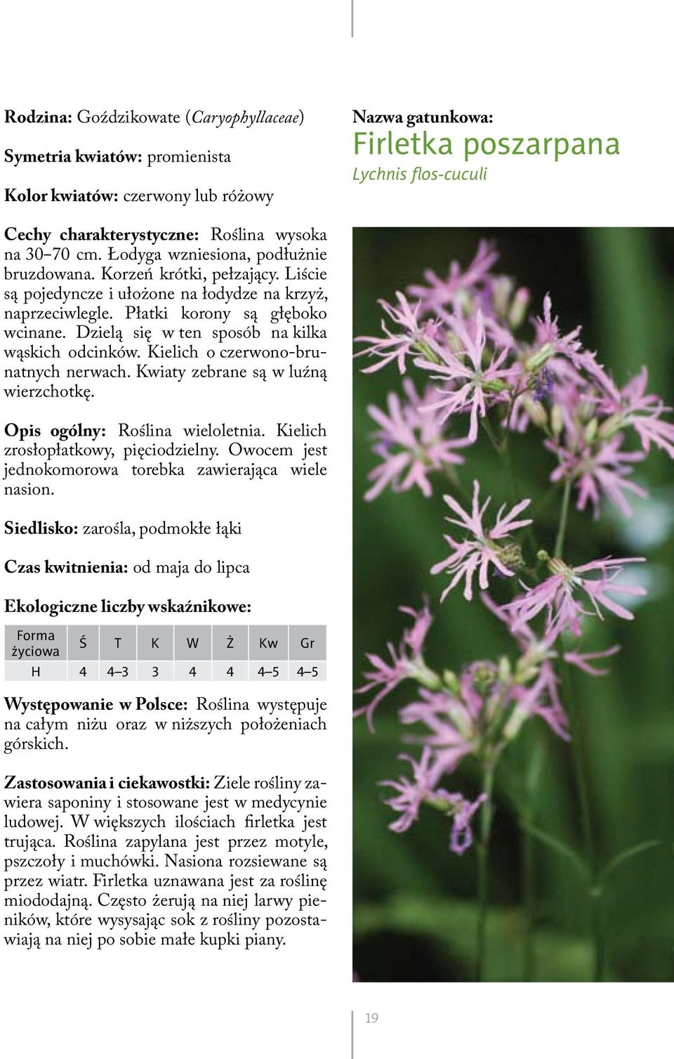 Dzielą się w ten sposób na kilka wąskich odcinków. Kielich o czerwono-brunatnych nerwach. Kwiaty zebrane są w luźną wierzchotkę. Opis ogólny: Roślina wieloletnia.