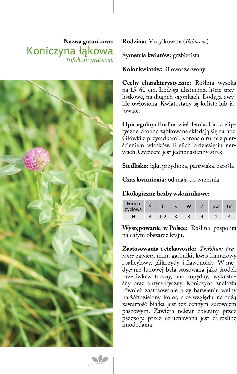 Listki eliptyczne, drobno ząbkowane składają się na noc. Główki z przysadkami. Korona o rurce z pierścieniem włosków. Kielich o dziesięciu nerwach. Owocem jest jednonasienny strąk.