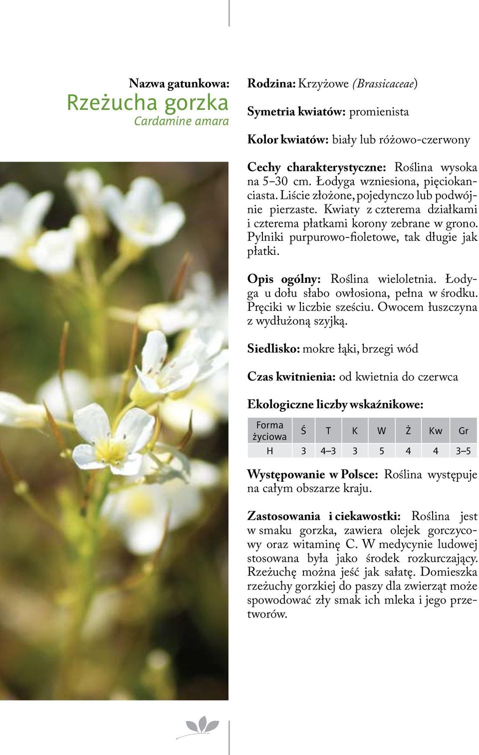 Opis ogólny: Roślina wieloletnia. Łodyga u dołu słabo owłosiona, pełna w środku. Pręciki w liczbie sześciu. Owocem łuszczyna z wydłużoną szyjką.