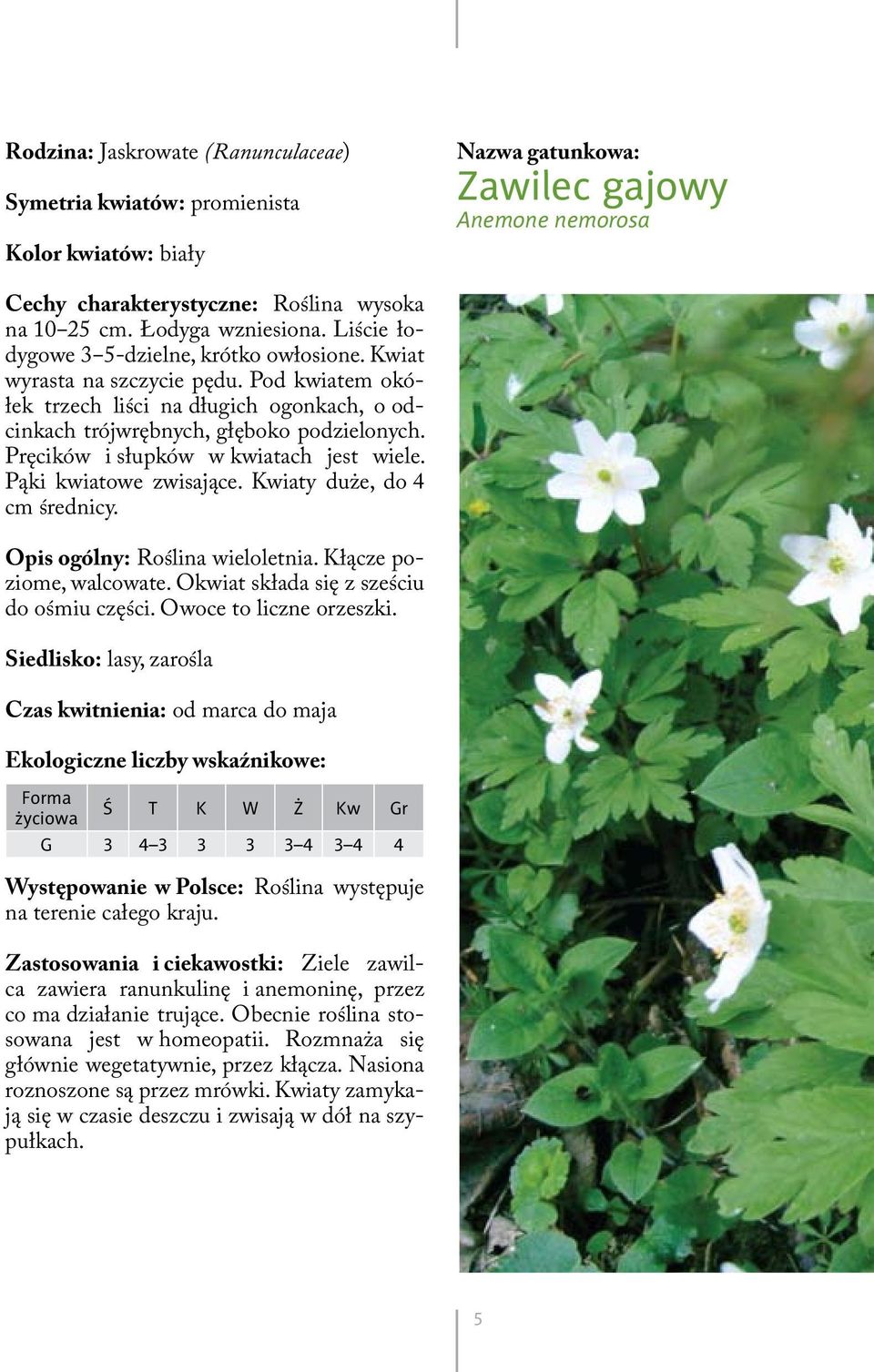 Pręcików i słupków w kwiatach jest wiele. Pąki kwiatowe zwisające. Kwiaty duże, do 4 cm średnicy. Opis ogólny: Roślina wieloletnia. Kłącze poziome, walcowate.