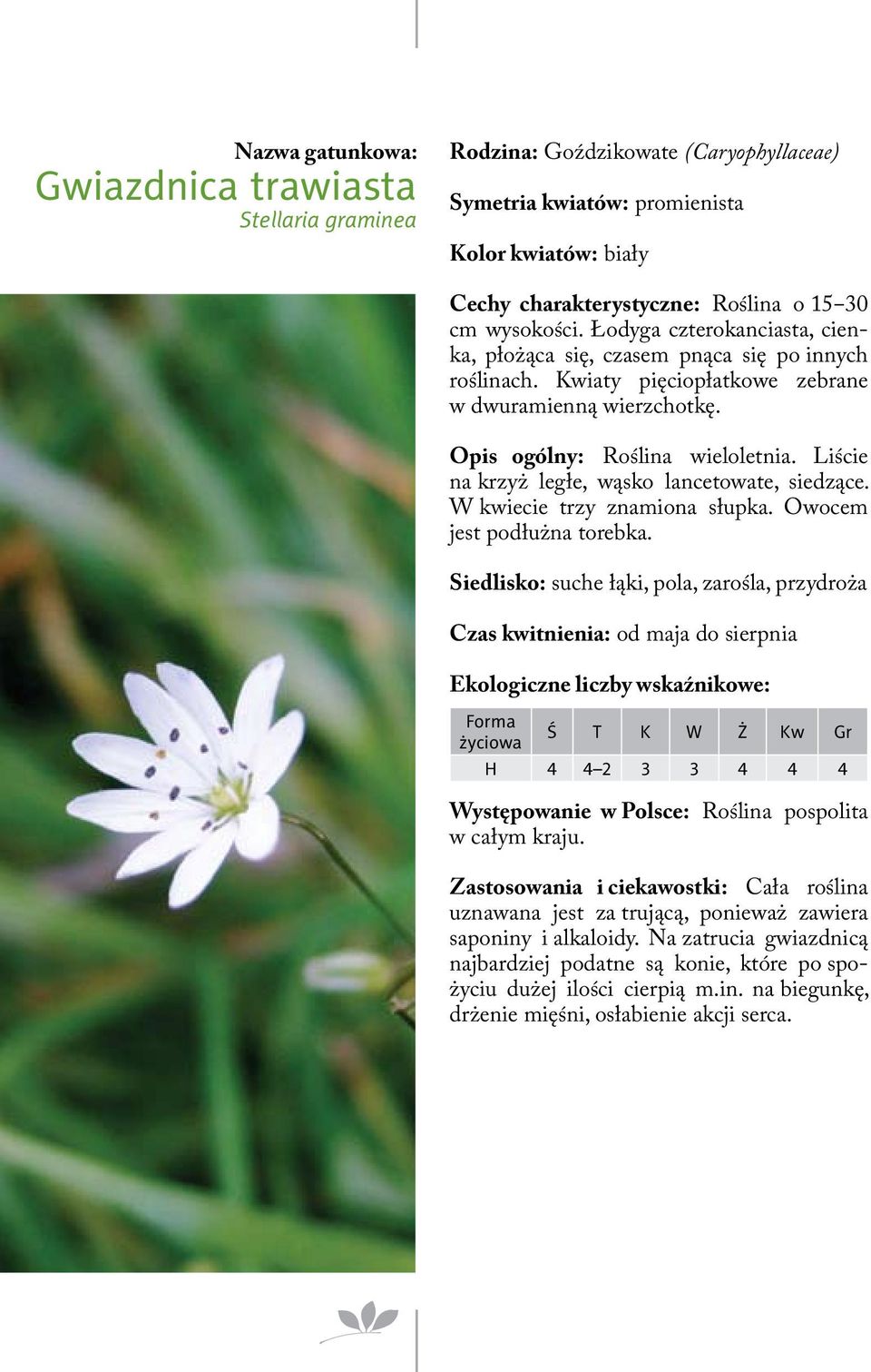 Liście na krzyż ległe, wąsko lancetowate, siedzące. W kwiecie trzy znamiona słupka. Owocem jest podłużna torebka.
