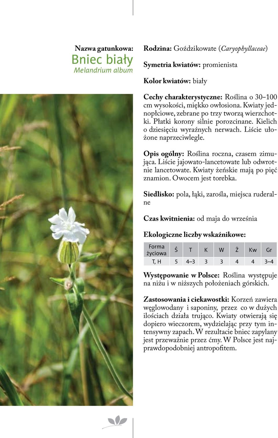 Opis ogólny: Roślina roczna, czasem zimująca. Liście jajowato-lancetowate lub odwrotnie lancetowate. Kwiaty żeńskie mają po pięć znamion. Owocem jest torebka.