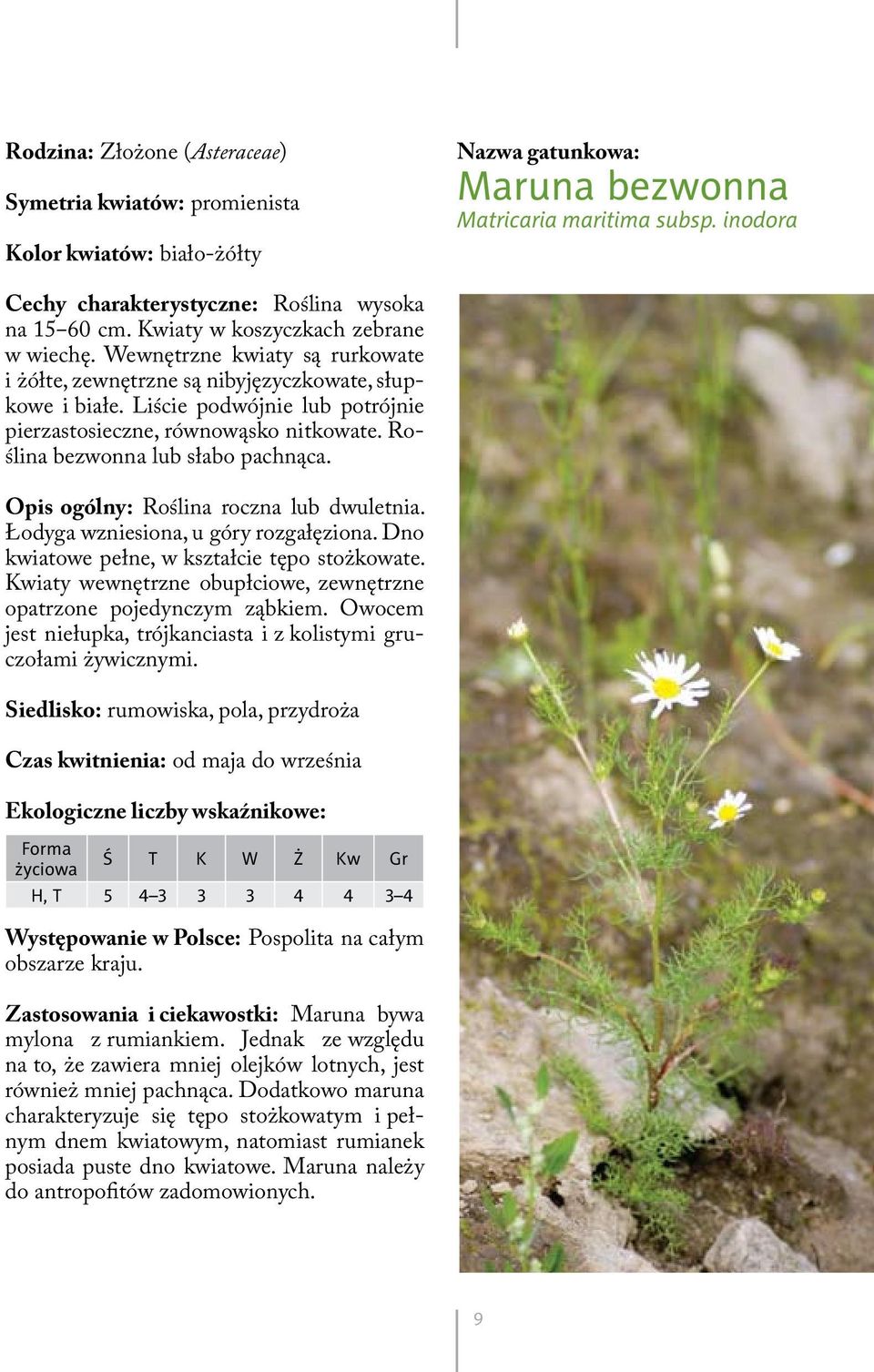 Roślina bezwonna lub słabo pachnąca. Opis ogólny: Roślina roczna lub dwuletnia. Łodyga wzniesiona, u góry rozgałęziona. Dno kwiatowe pełne, w kształcie tępo stożkowate.