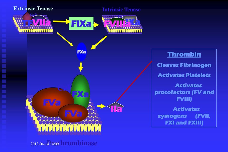 Cleaves Fibrinogen Activates Platelets Activates procofactors