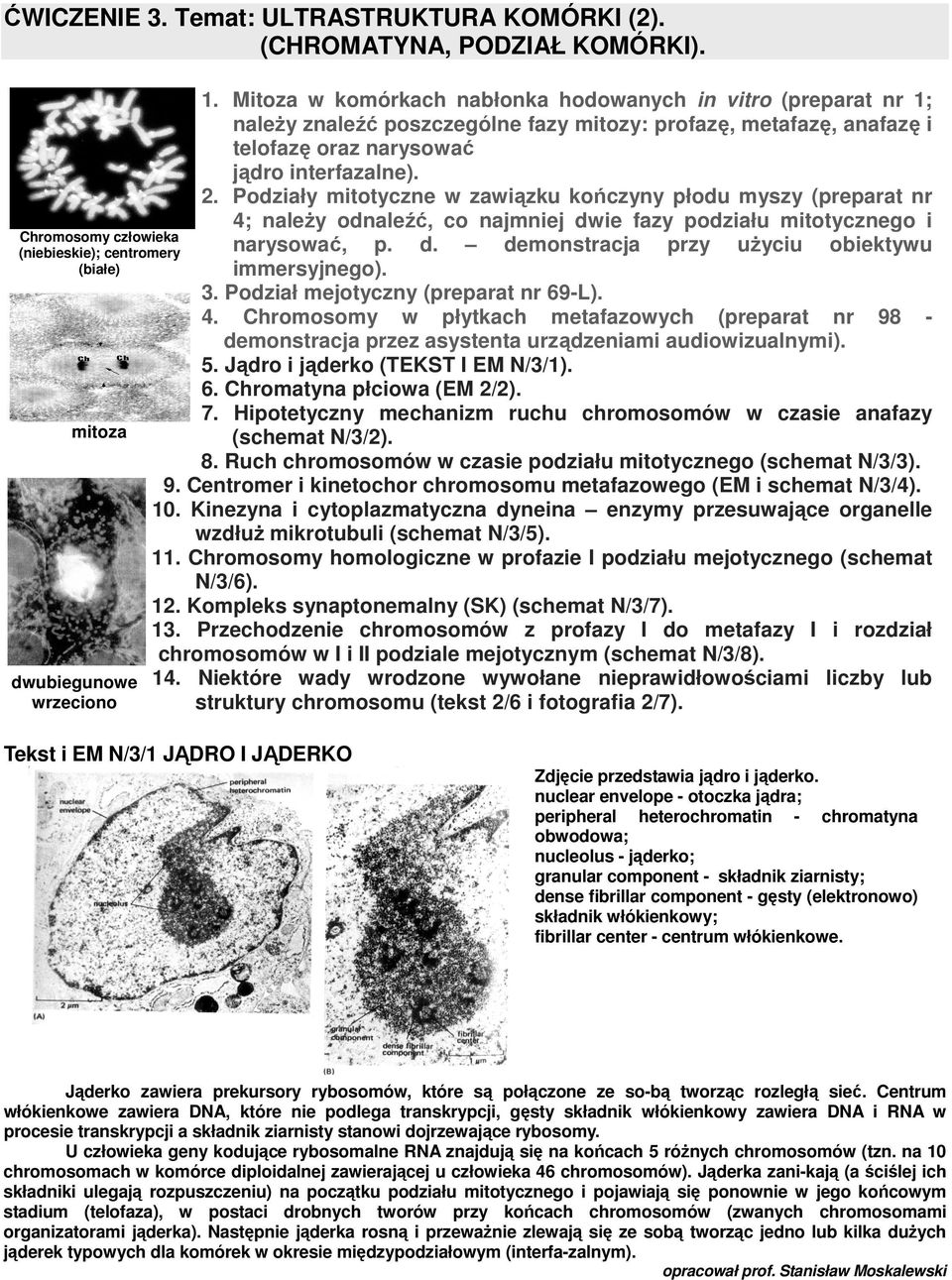 Podziały mitotyczne w zawiązku kończyny płodu myszy (preparat nr 4; naleŝy odnaleźć, co najmniej dwie fazy podziału mitotycznego i Chromosomy człowieka narysować, p. d. demonstracja przy uŝyciu obiektywu (niebieskie); centromery (białe) immersyjnego).