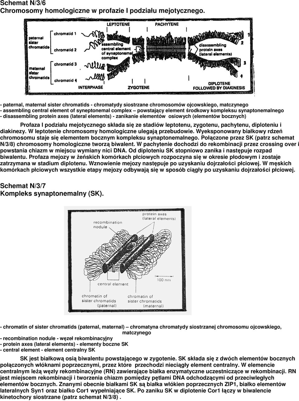 synaptonemalnego - disassembling protein axes (lateral elements) - zanikanie elementów osiowych (elementów bocznych) Profaza I podziału mejotycznego składa się ze stadiów leptotenu, zygotenu,