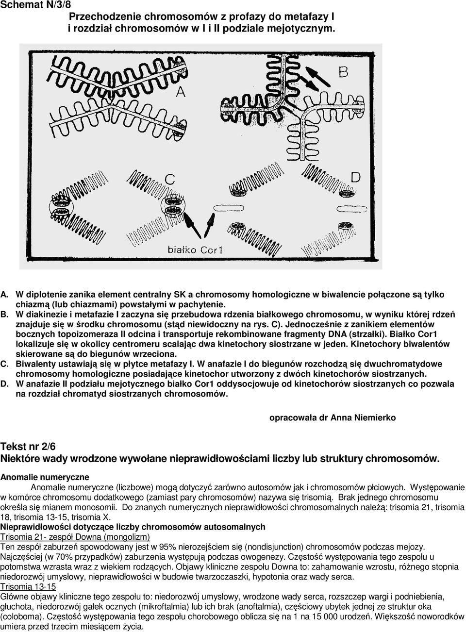 W diakinezie i metafazie I zaczyna się przebudowa rdzenia białkowego chromosomu, w wyniku której rdzeń znajduje się w środku chromosomu (stąd niewidoczny na rys. C).