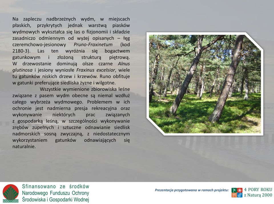W drzewostanie dominują olsze czarne Alnus glutinosa i jesiony wyniosłe Fraxinus excelsior, wiele tu gatunków niskich drzew i krzewów. Runo obfituje w gatunki preferujące siedliska żyzne i wilgotne.