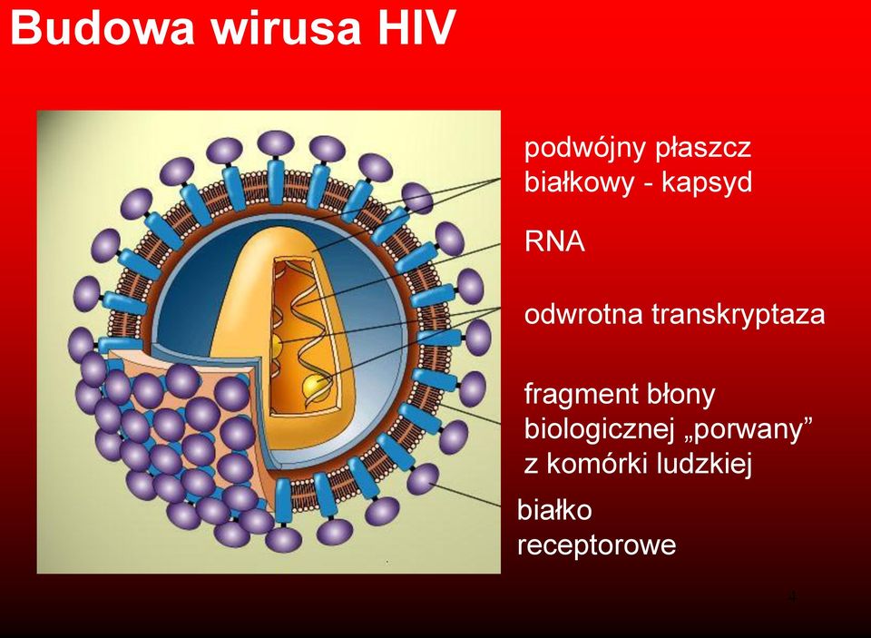 transkryptaza fragment błony