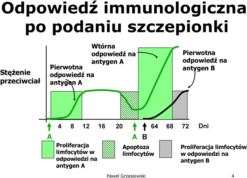 antygen B A 4 8 12 16 20 64 68 72 Dni Proliferacja limfocytów w odpowiedzi na