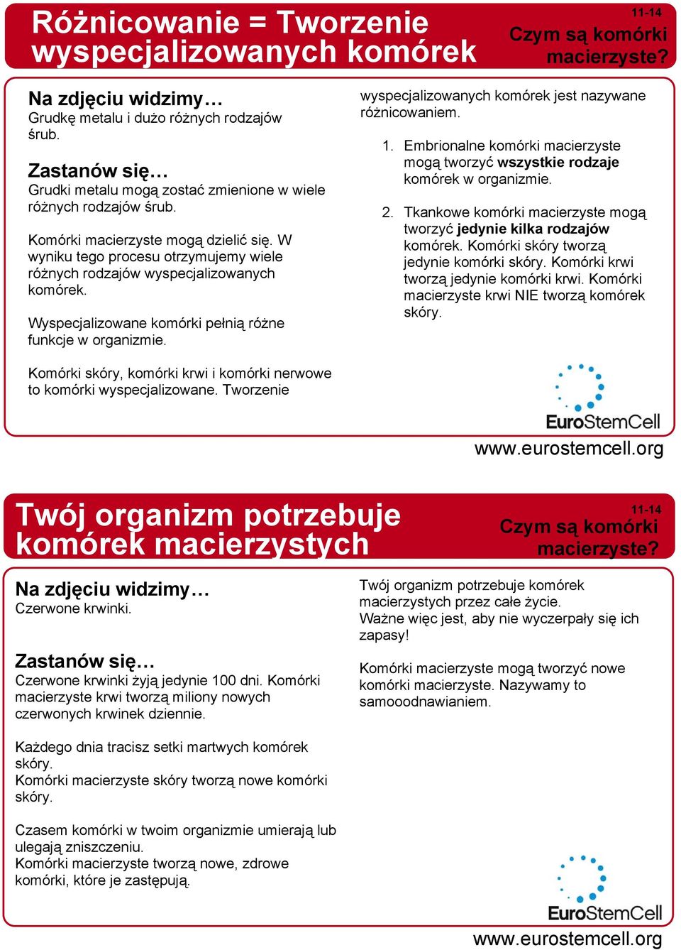 W wyniku tego procesu otrzymujemy wiele różnych rodzajów wyspecjalizowanych komórek. Wyspecjalizowane komórki pełnią różne funkcje w organizmie. wyspecjalizowanych komórek jest nazywane różnicowaniem.