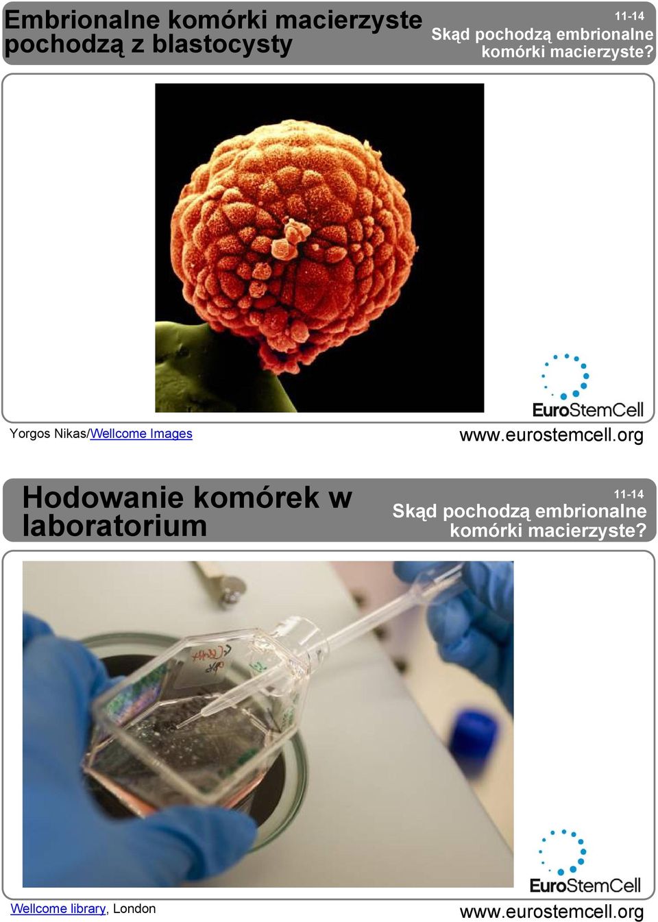 Yorgos Nikas/Wellcome Images Hodowanie komórek w laboratorium