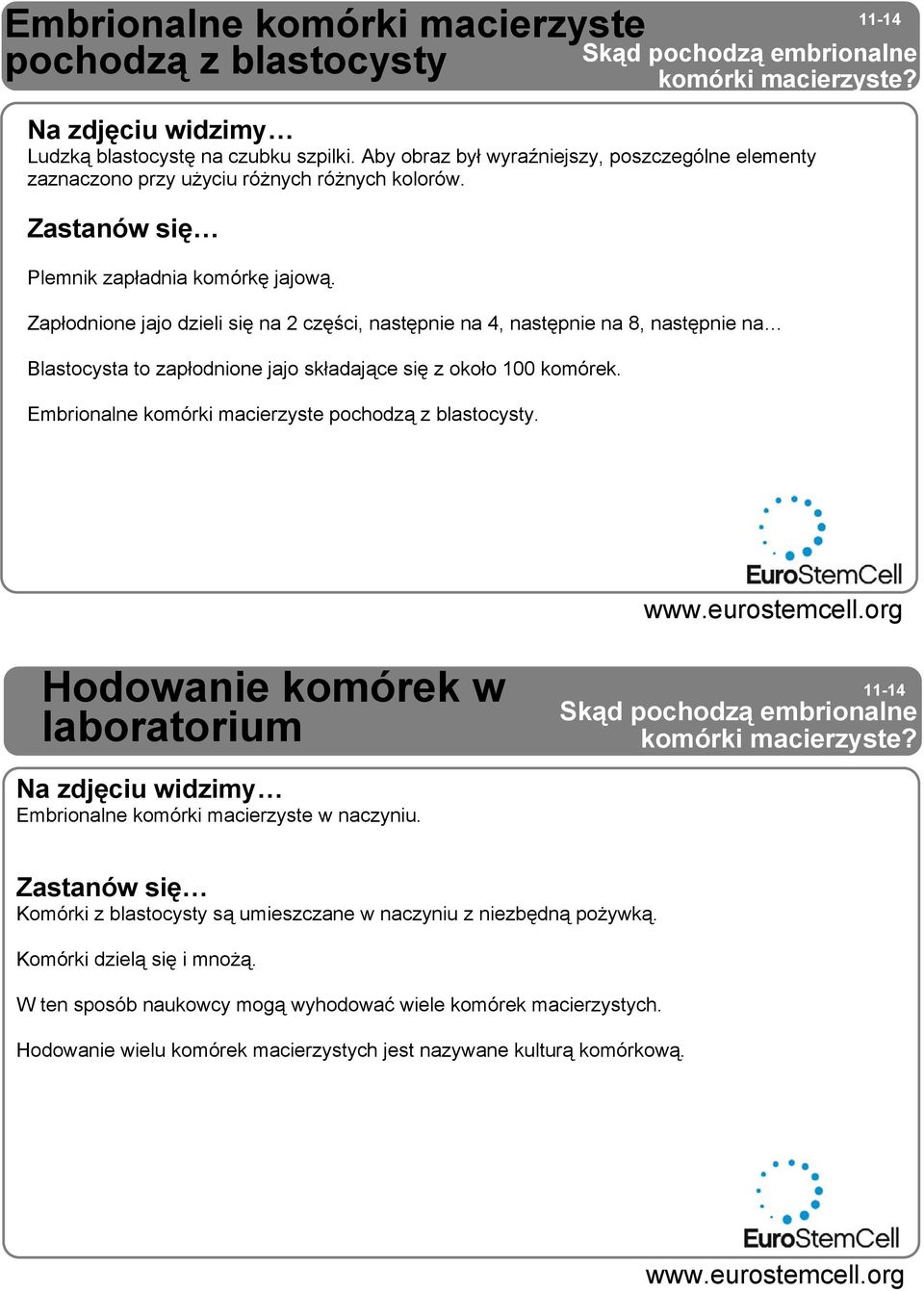 Zapłodnione jajo dzieli się na 2 części, następnie na 4, następnie na 8, następnie na Blastocysta to zapłodnione jajo składające się z około 100 komórek.