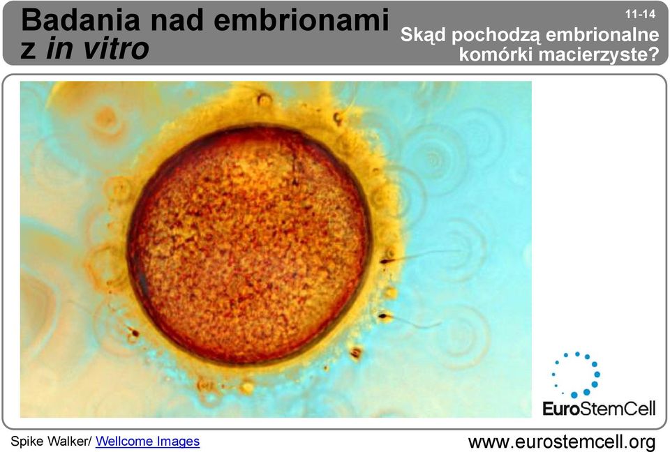 embrionalne komórki