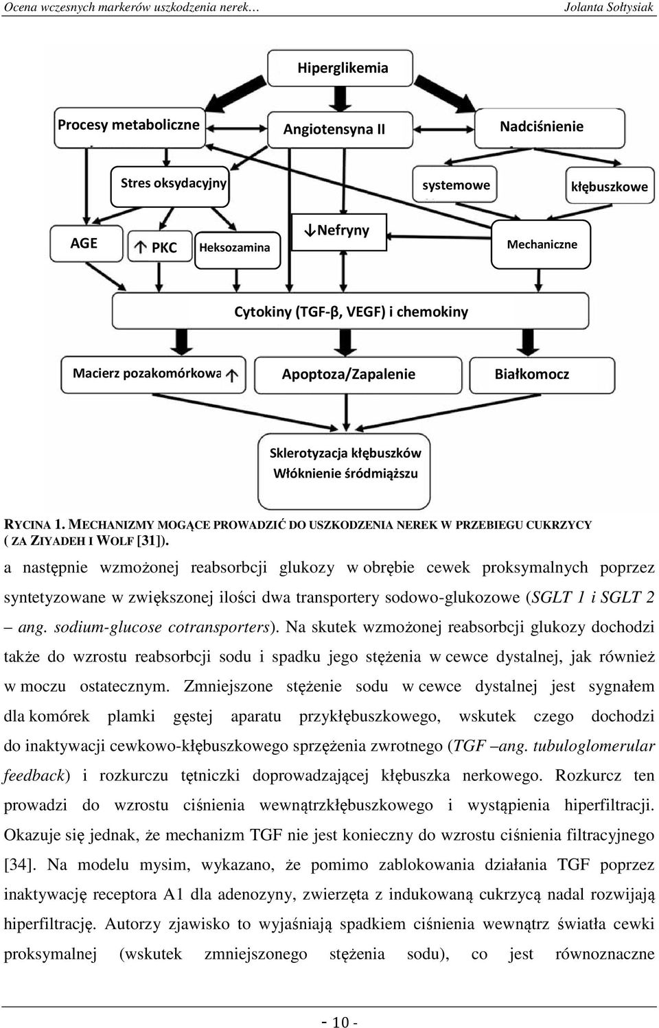 a następnie wzmożonej reabsorbcji glukozy w obrębie cewek proksymalnych poprzez syntetyzowane w zwiększonej ilości dwa transportery sodowo-glukozowe (SGLT 1 i SGLT 2 ang.