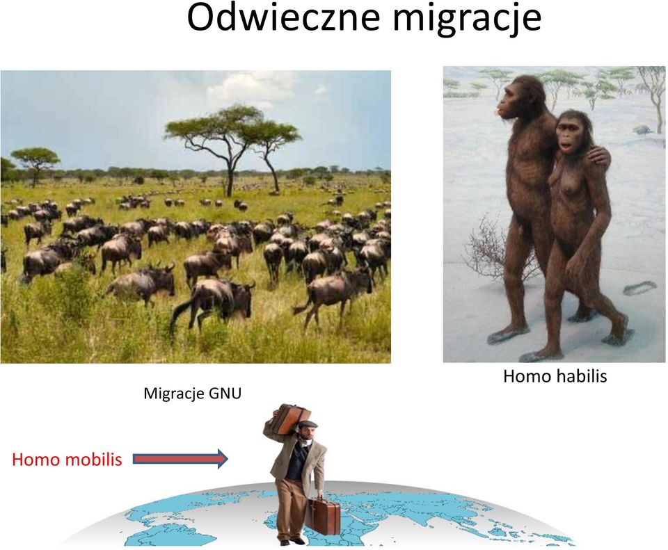 ZEBU Migracje GNU