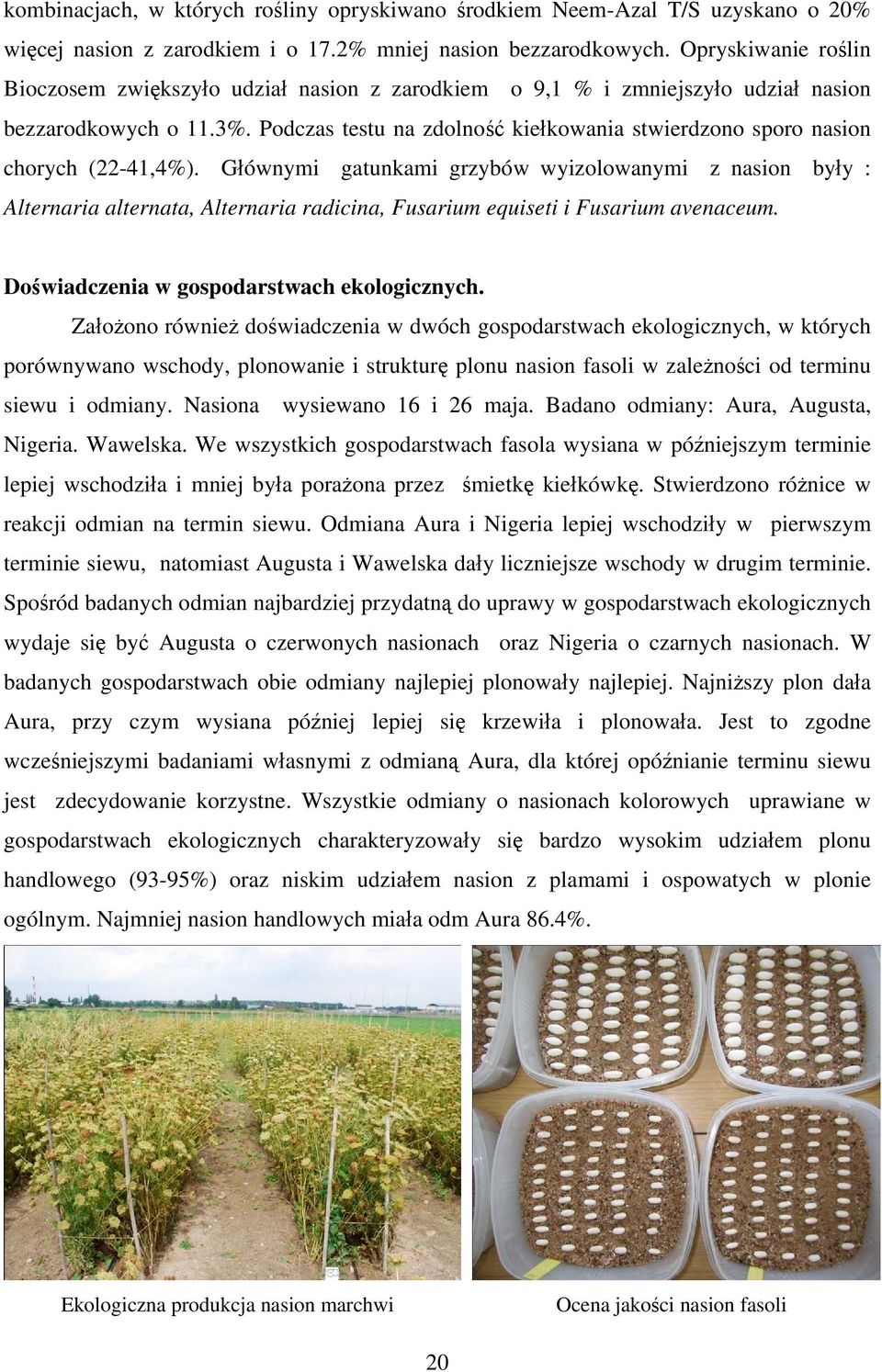 Podczas testu na zdolność kiełkowania stwierdzono sporo nasion chorych (22-41,4%).