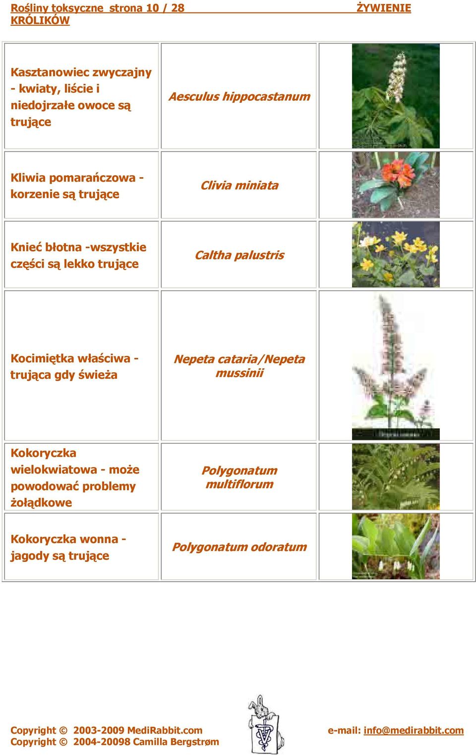 Caltha palustris Kocimiętka właściwa - trująca gdy świeża Nepeta cataria/nepeta mussinii Kokoryczka