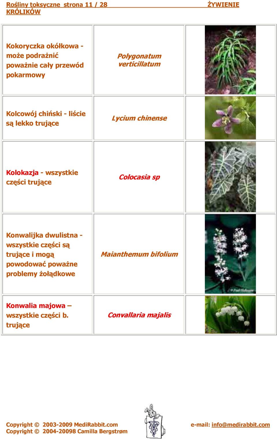 Kolokazja - wszystkie części Colocasia sp Konwalijka dwulistna - wszystkie części są i mogą