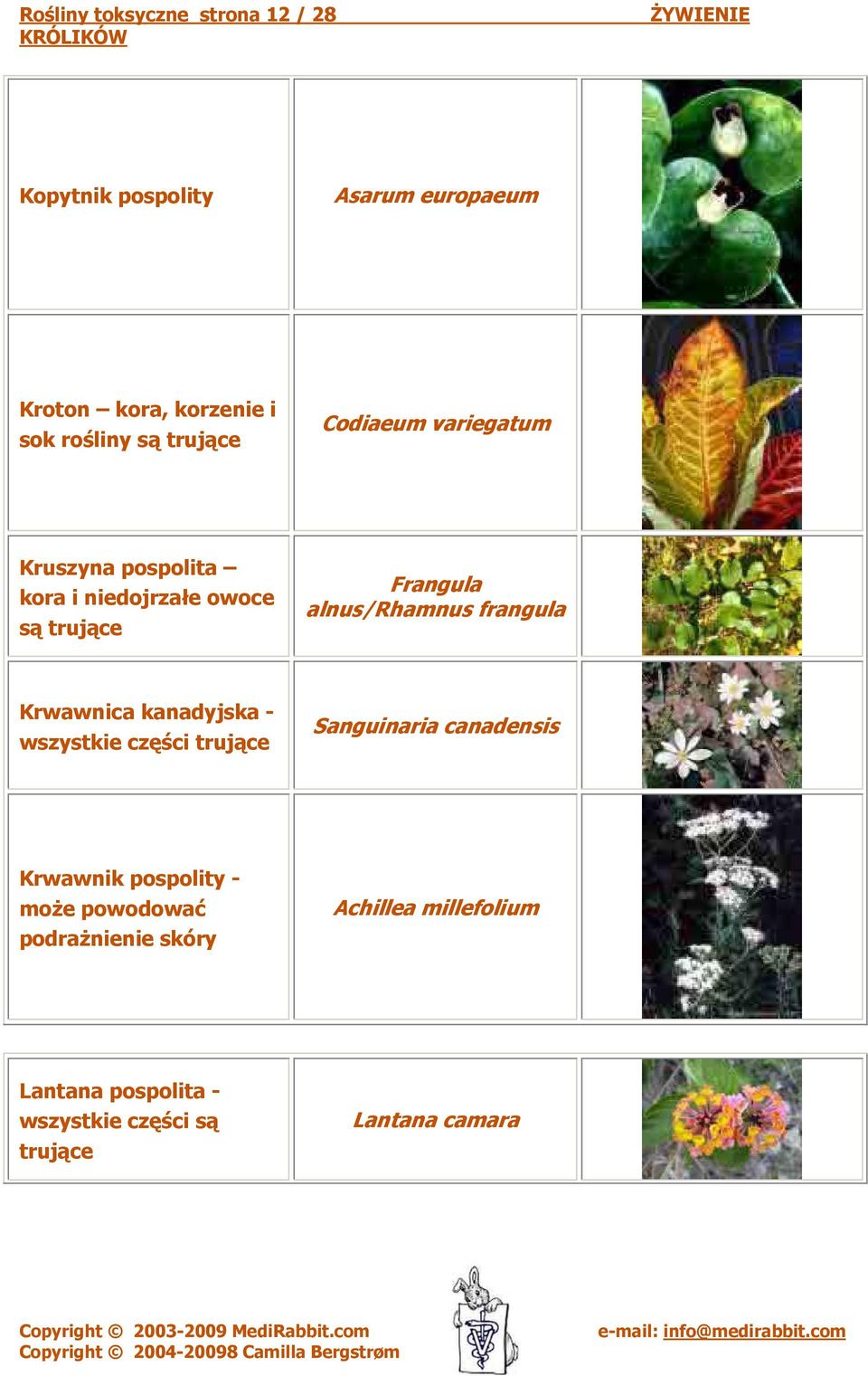 alnus/rhamnus frangula Krwawnica kanadyjska - wszystkie części Sanguinaria canadensis Krwawnik