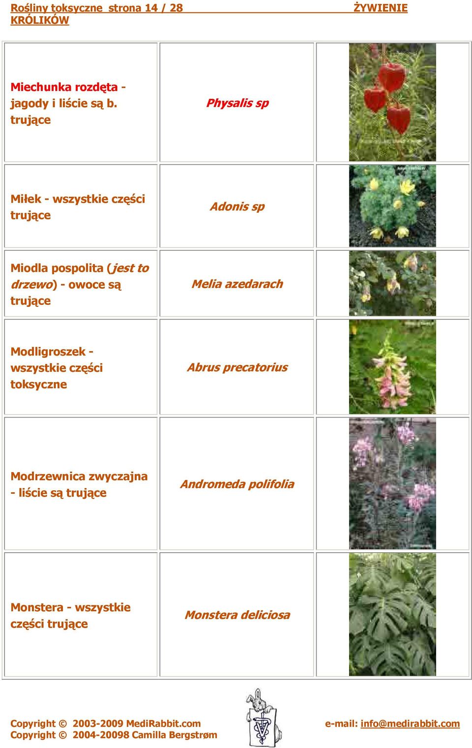 owoce są Melia azedarach Modligroszek - wszystkie części toksyczne Abrus precatorius