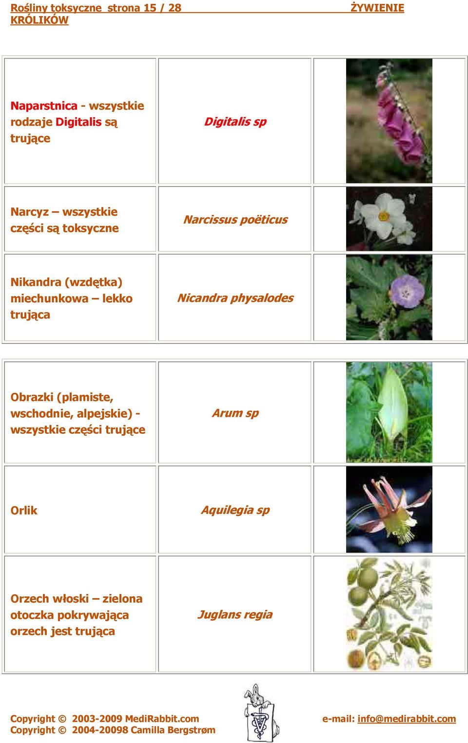 trująca Nicandra physalodes Obrazki (plamiste, wschodnie, alpejskie) - wszystkie części Arum
