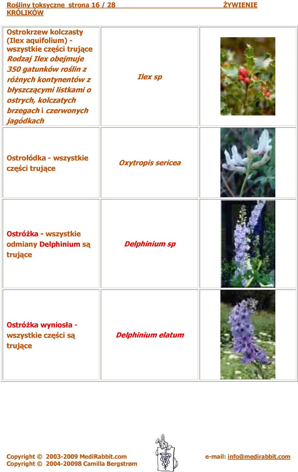 kolczatych brzegach i czerwonych jagódkach Ilex sp Ostrołódka - wszystkie części Oxytropis sericea
