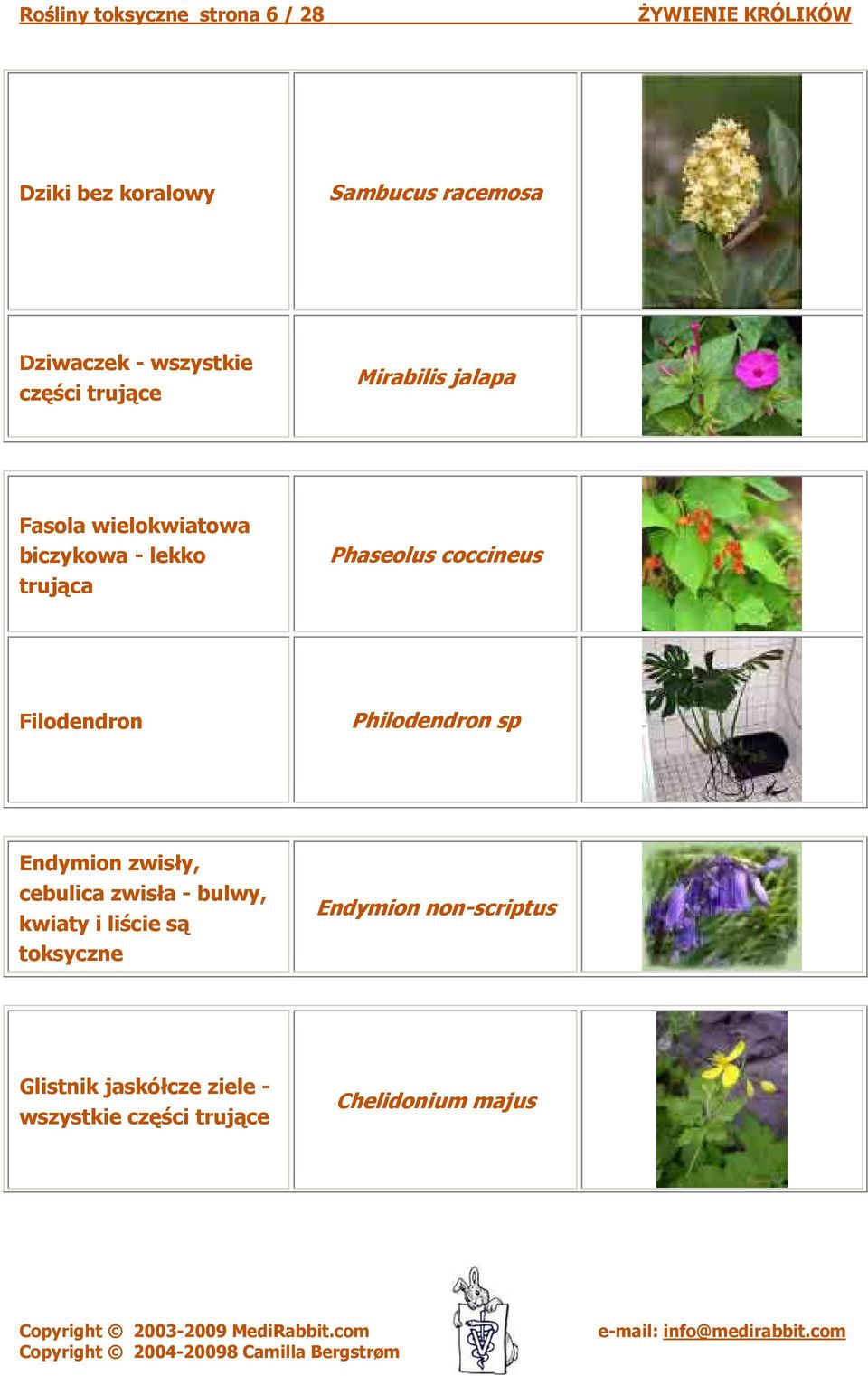 Filodendron Philodendron sp Endymion zwisły, cebulica zwisła - bulwy, kwiaty i liście są