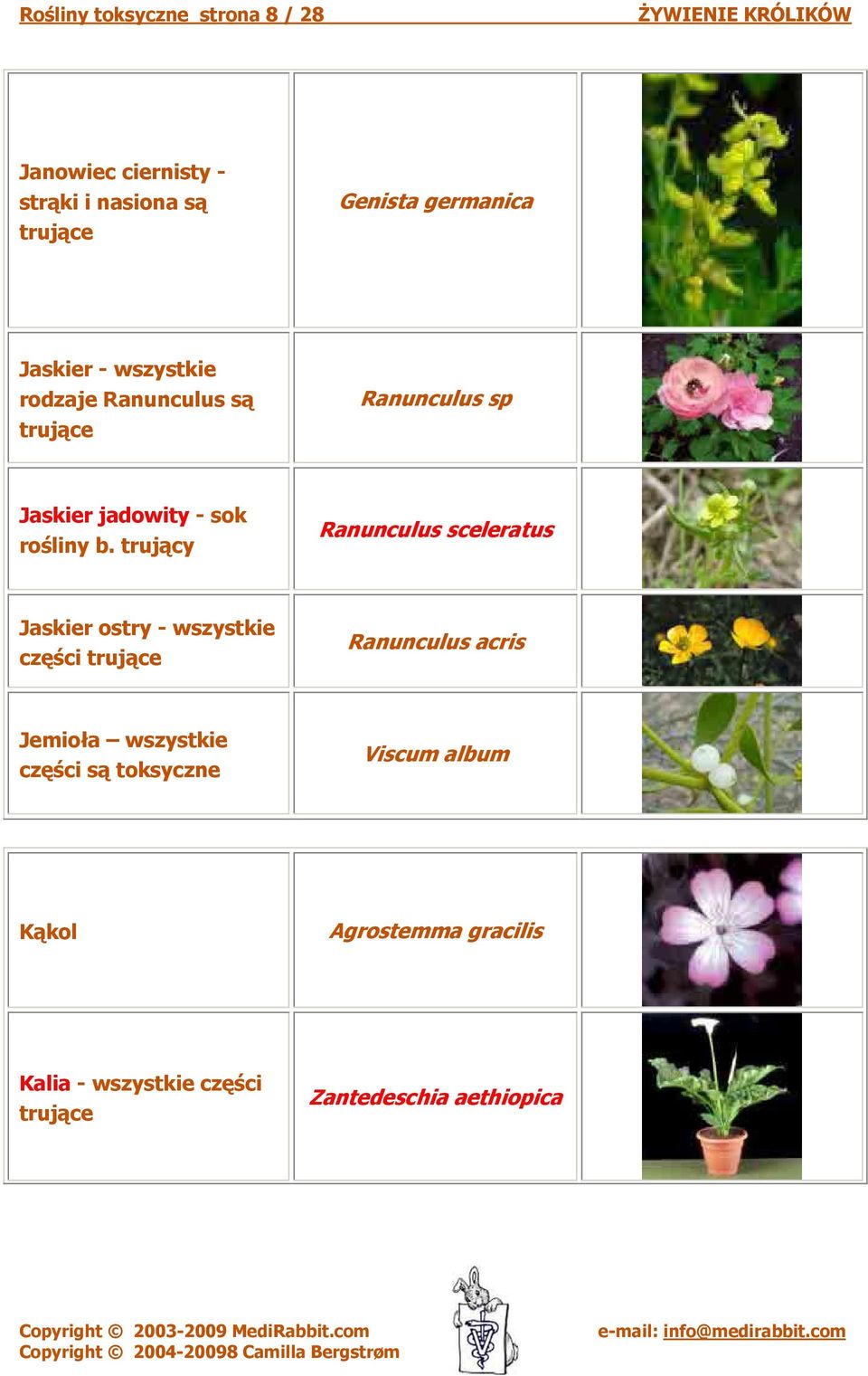 trujący Ranunculus sceleratus Jaskier ostry - wszystkie części Ranunculus acris Jemioła