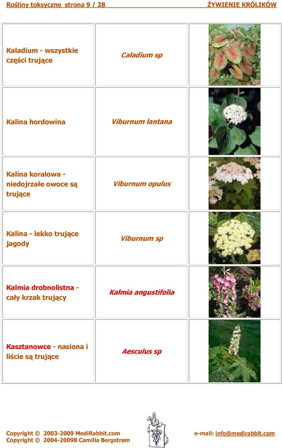 Viburnum opulus Kalina - lekko jagody Viburnum sp Kalmia drobnolistna -