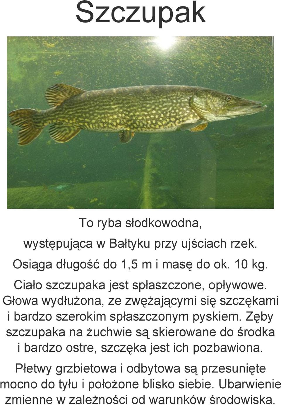 Głowa wydłużona, ze zwężającymi się szczękami i bardzo szerokim spłaszczonym pyskiem.