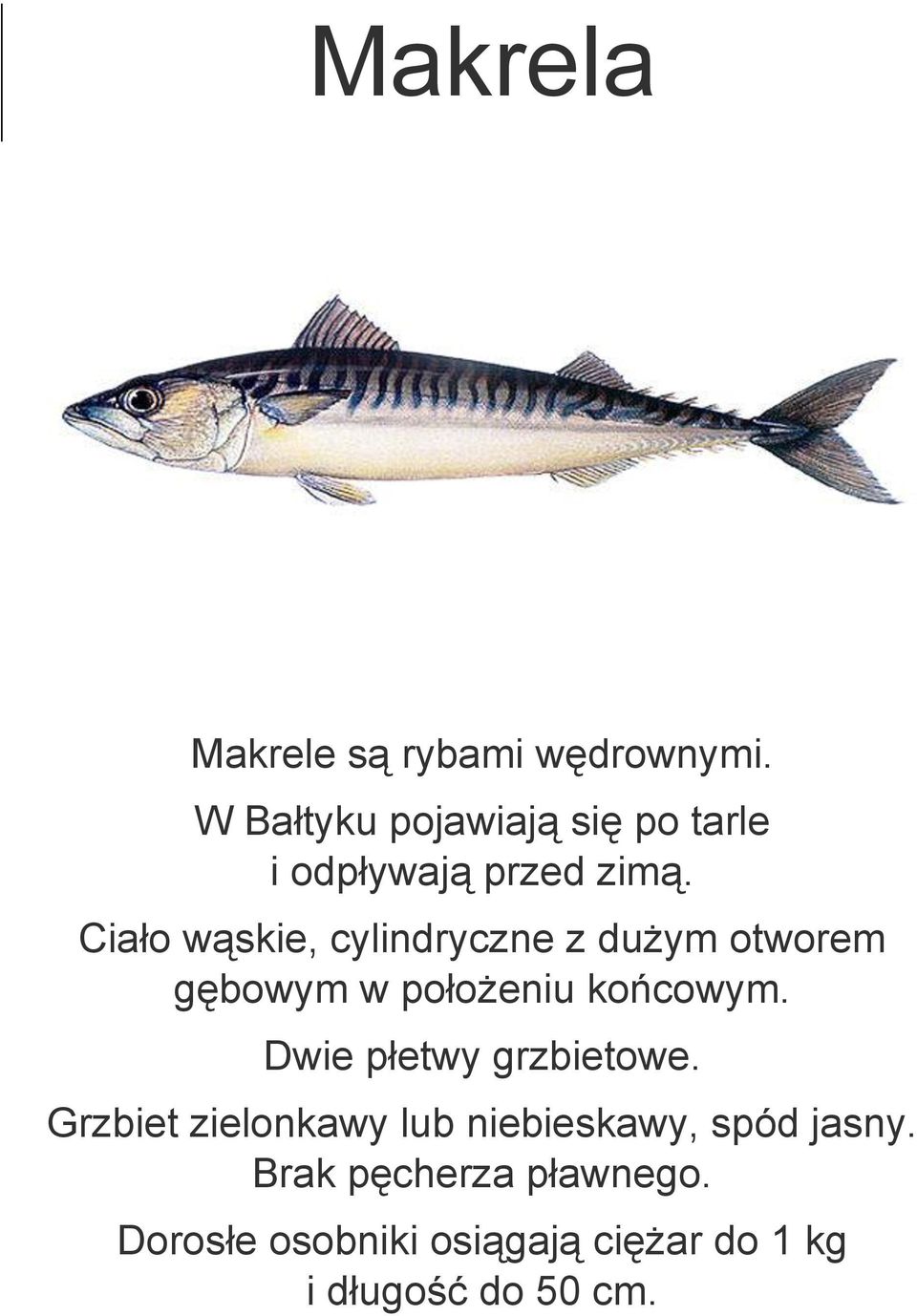 Ciało wąskie, cylindryczne z dużym otworem gębowym w położeniu końcowym.