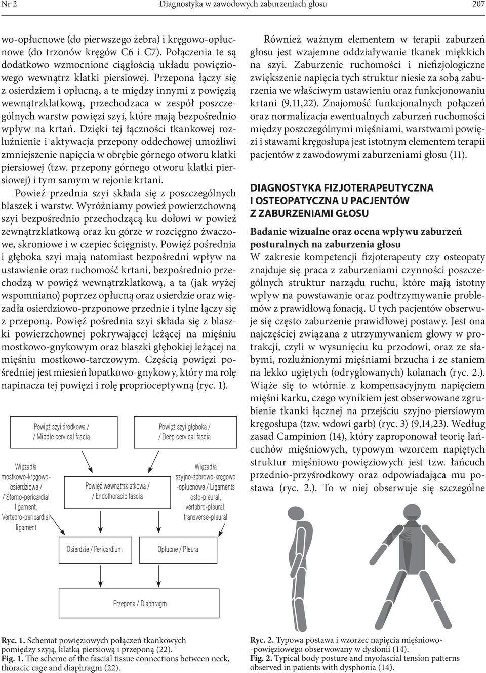 Przepona łączy się z osierdziem i opłucną, a te między innymi z powięzią wewnątrzklatkową, przechodzaca w zespół poszczególnych warstw powięzi szyi, które mają bezpośrednio wpływ na krtań.