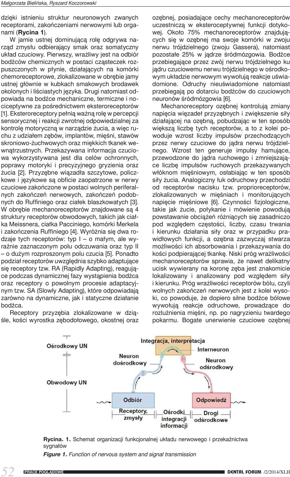 Pierwszy, wrażliwy jest na odbiór bodźców chemicznych w postaci cząsteczek rozpuszczonych w płynie, działających na komórki chemoreceptorowe, zlokalizowane w obrębie jamy ustnej głównie w kubkach