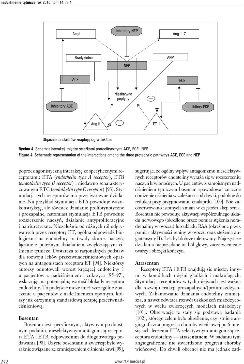 (endothelin type B receptor) i niedawno scharakteryzowanym ETC (endothelin type C receptor) [93]. Stymulacja tych receptorów ma przeciwstawne działanie.